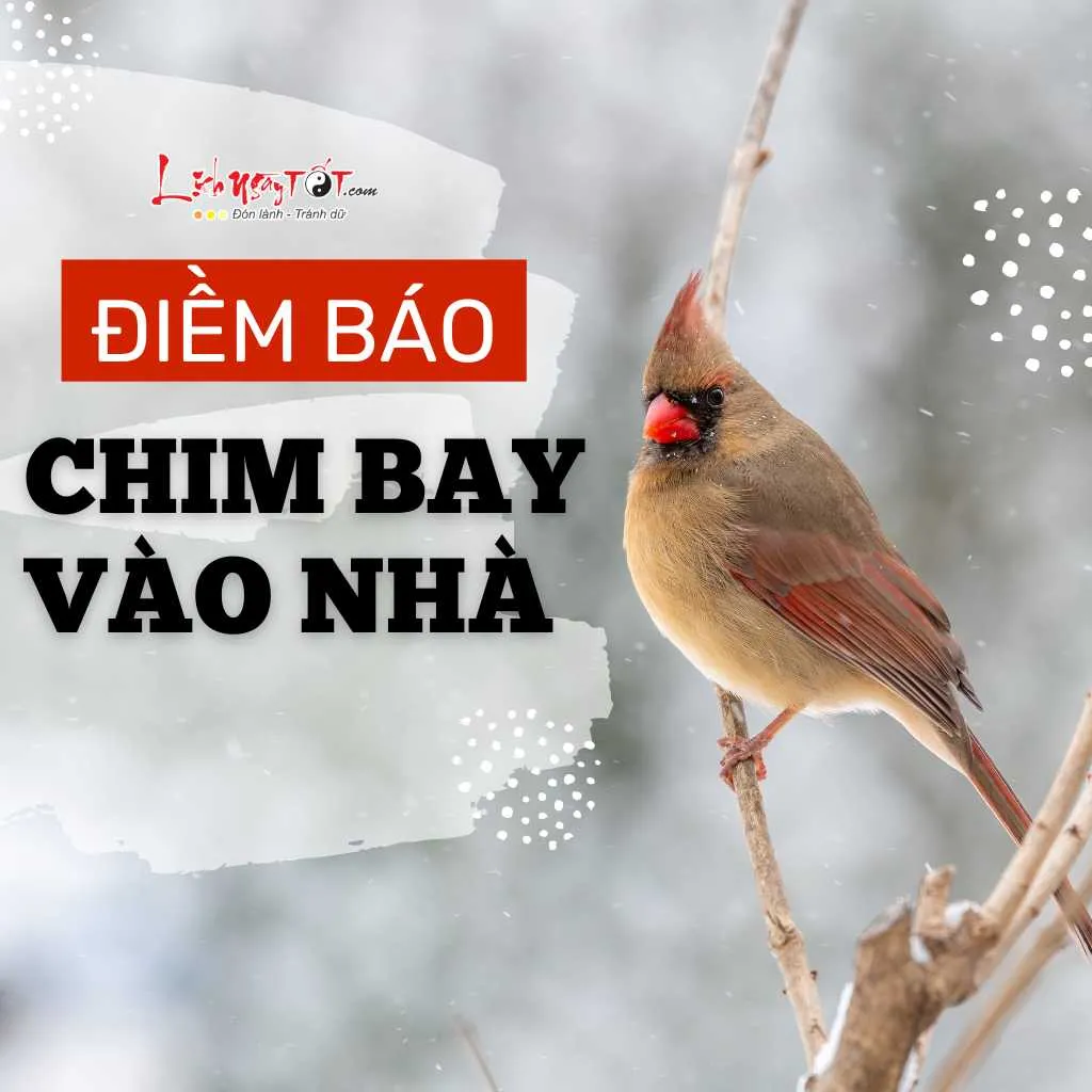 Chim bay vào nhà