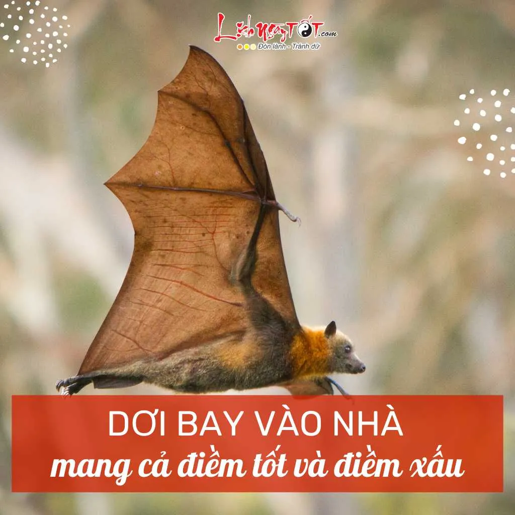 Dơi bay vào nhà