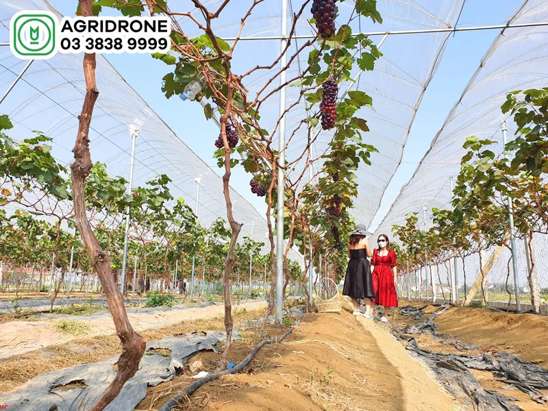 alt: Vườn nho trên đất cát