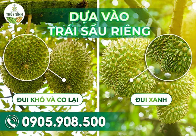 Dựa vào đuôi trái sầu riêng