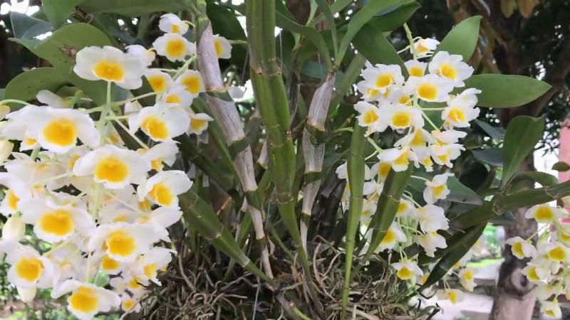 Bón phân cho lan kiều