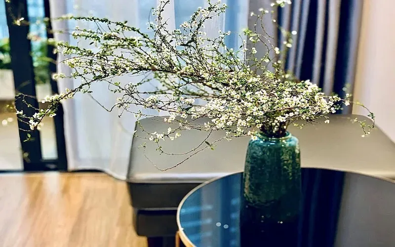 Cắt tỉa tùng tuyết mai để tạo dáng và kích thích nở hoa