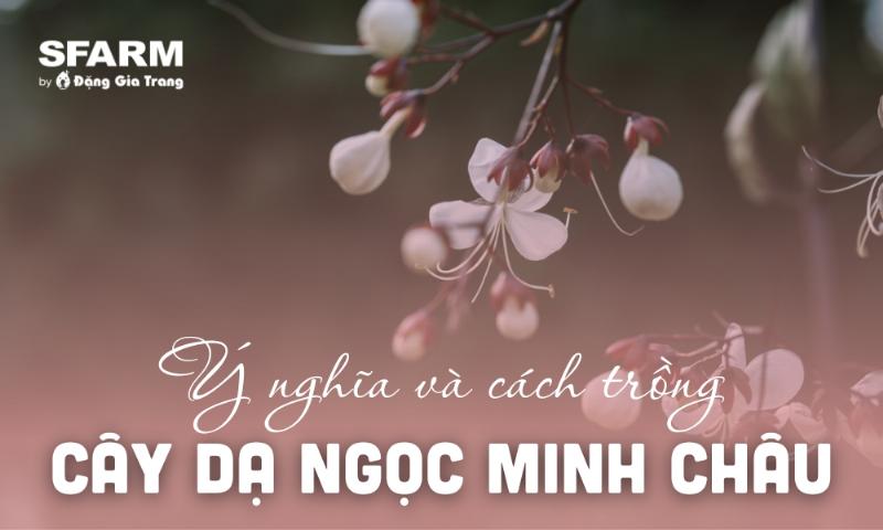 Cây hoa dạ minh châu chăm sóc