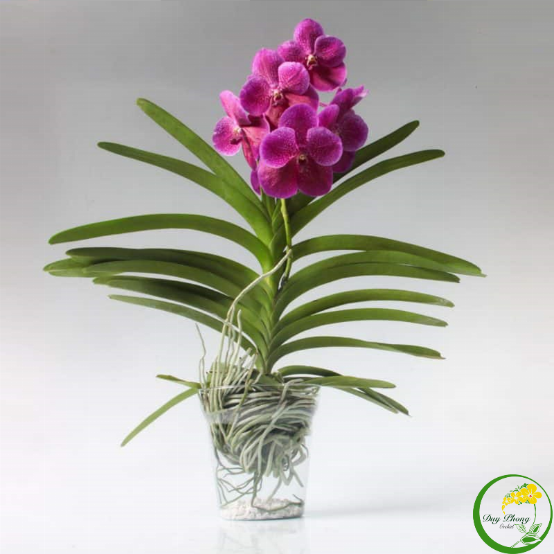 Tưới nước cho lan đai châu mùa đông