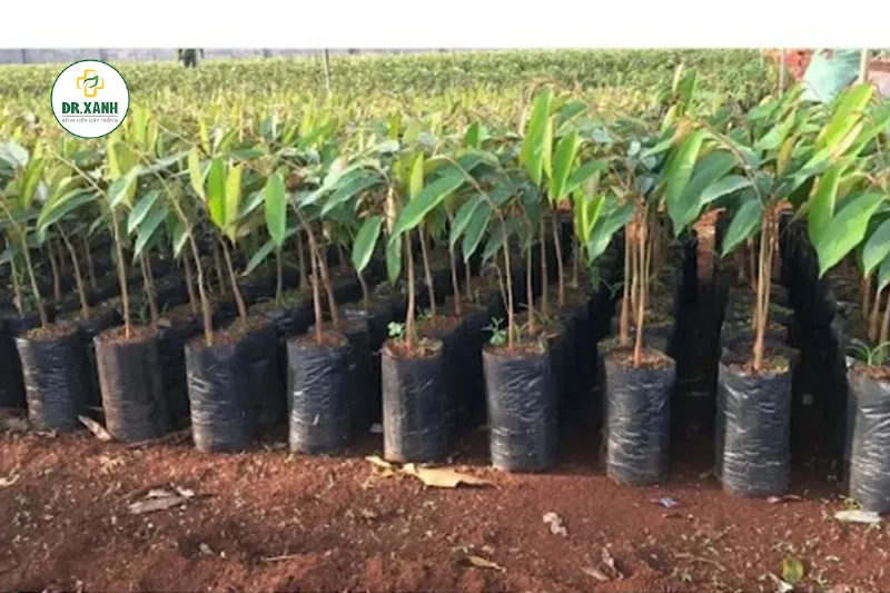 Chăm sóc sầu riêng ghép
