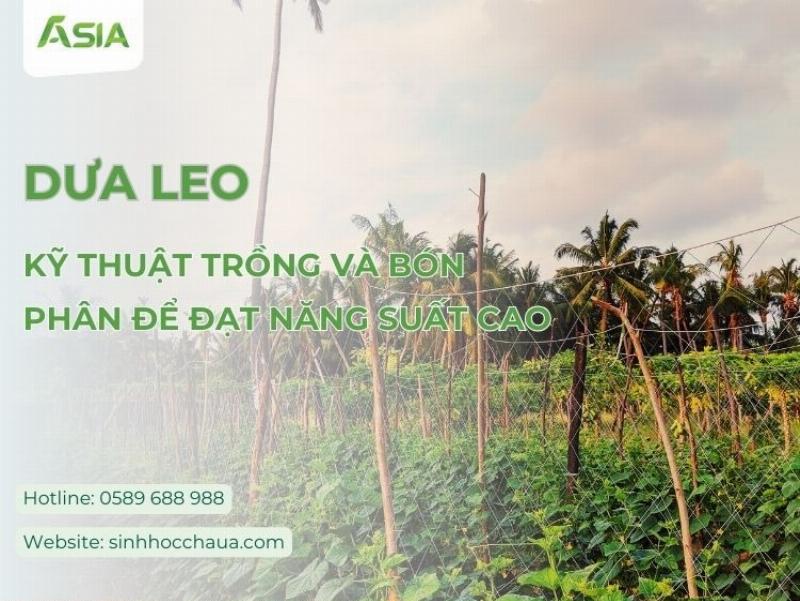 Chọn giống dưa leo phù hợp cho năng suất cao