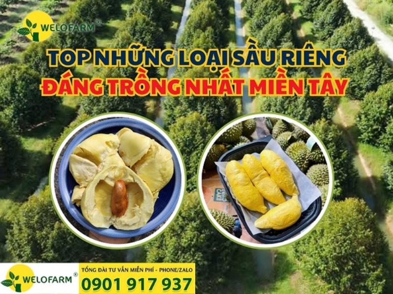 Chọn giống sầu riêng phù hợp khí hậu miền Tây