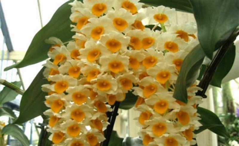 Chuẩn bị giá thể cho lan kiều