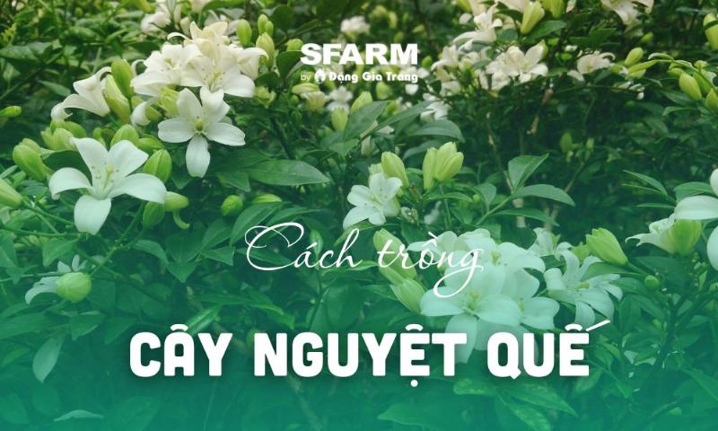 Đất trồng và dinh dưỡng cho cây nguyệt quế