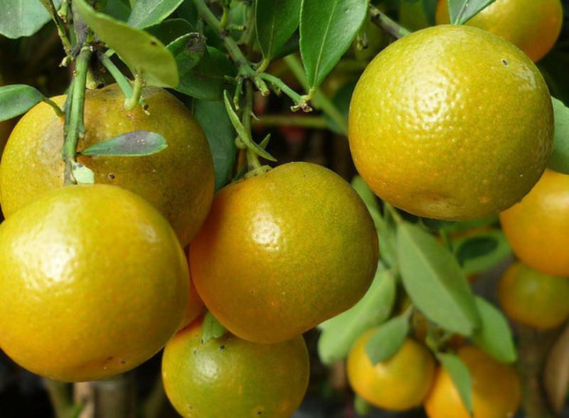 Dịch trùn quế cho cây ăn trái