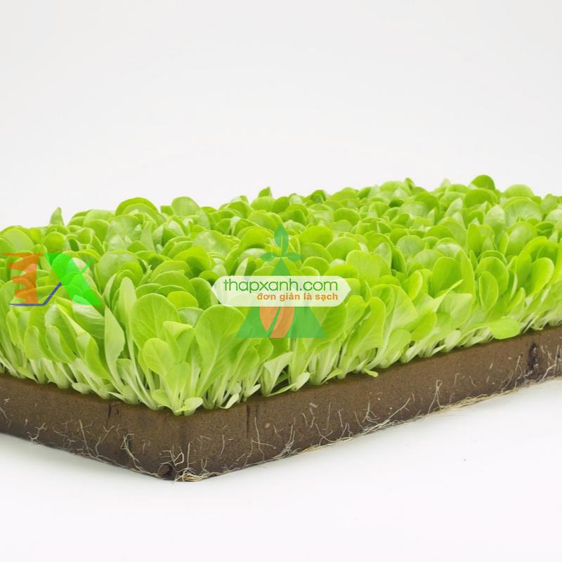 Giá thể trồng rau mầm bông khoáng