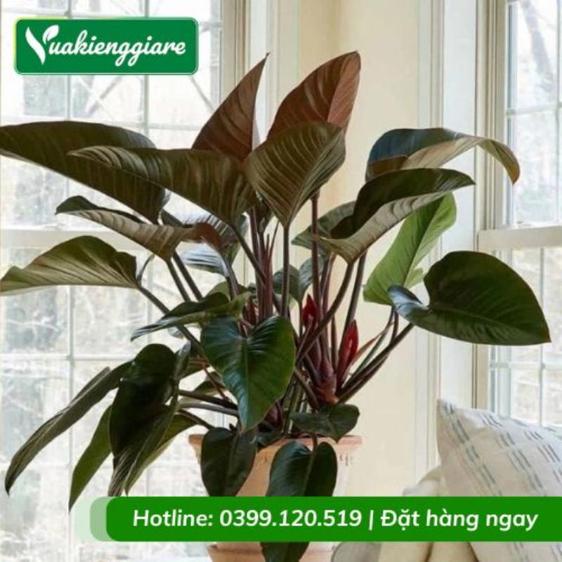 Hoa Đế Vương Kích Thước Lớn