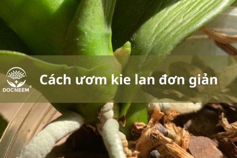 Kích kì phi điệp mùa thu