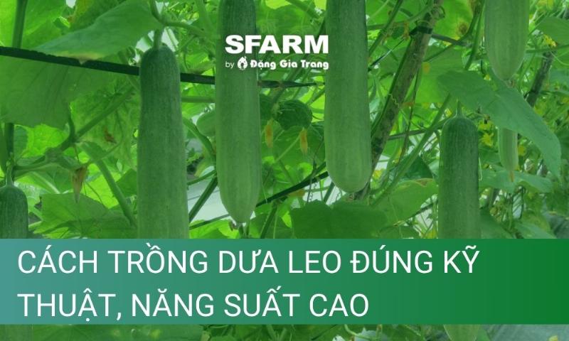 Kỹ thuật gieo trồng dưa leo đúng cách