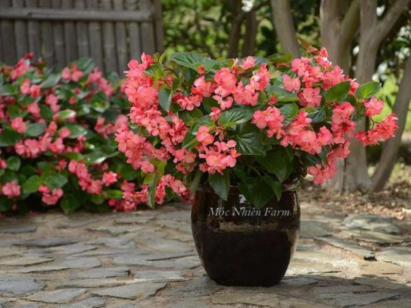 Bầu chiết hoa hồng đã ra rễ trắng sẵn sàng tách trồng cây con mới
