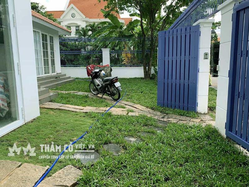 Bí quyết chăm sóc cây cảnh trồng sân vườn