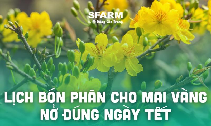 Bón phân cho cây mai chậu đúng cách