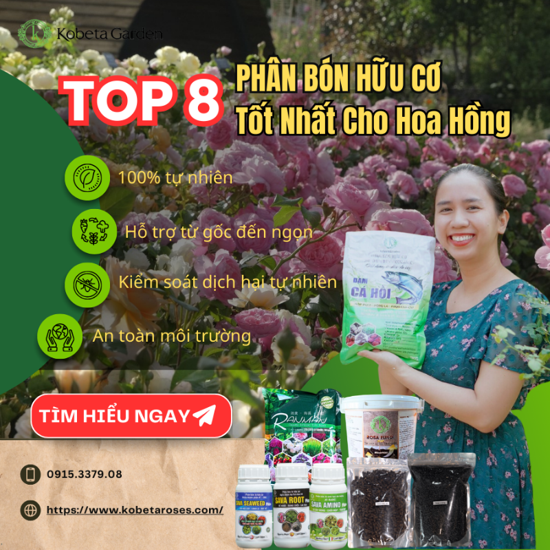Hình ảnh bón phân cho hoa hồng giúp cây phát triển xanh tốt ra nhiều hoa