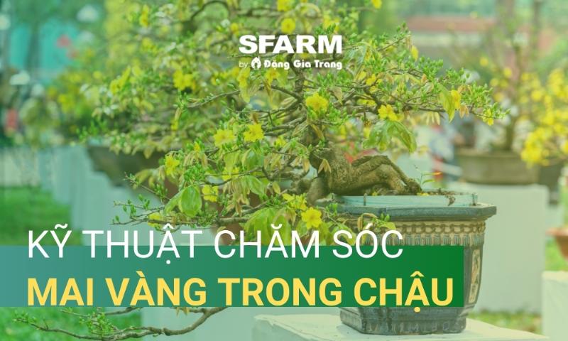 Bón phân cho mai sau tết đúng cách