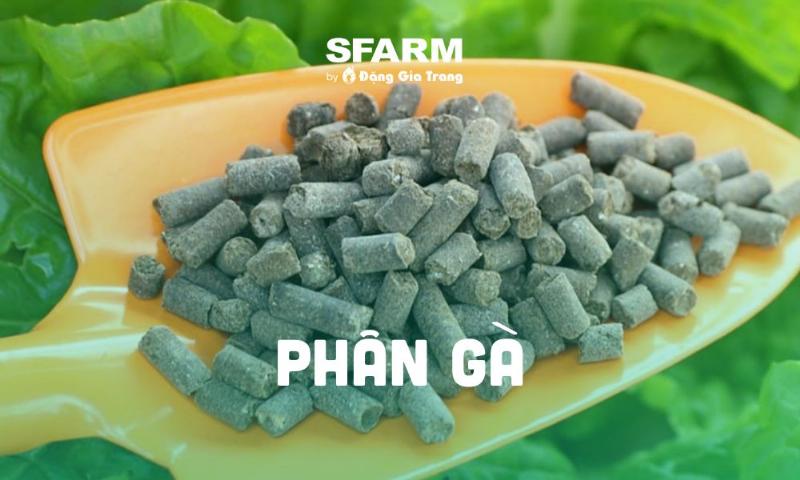 Các loại phân bón chuyên dụng cho hoa hồng dạng lỏng và hạt