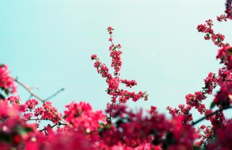 Các phương pháp giâm cành nhanh ra rễ: trong nước, trong giá thể và chiết cành, minh họa rõ ràng từng cách.