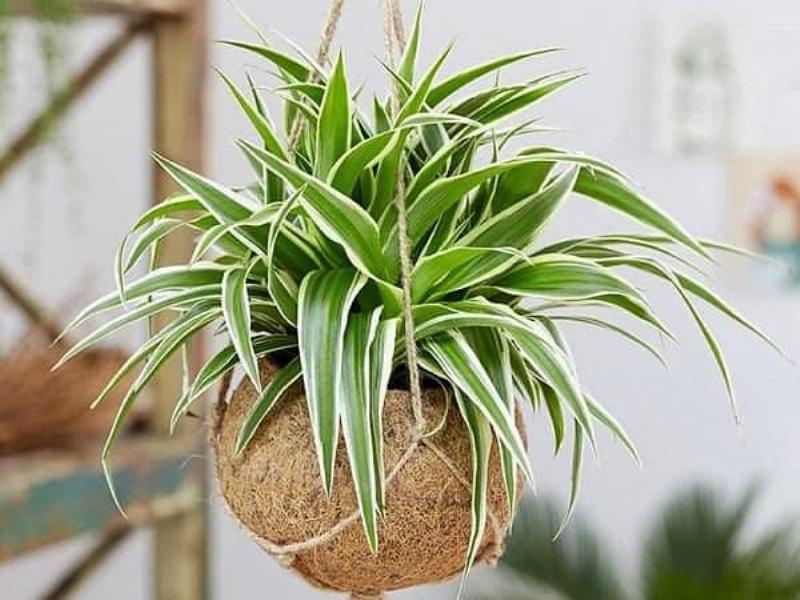 Hình ảnh minh họa quá trình tách gốc, chia bụi lan phi điệp thành nhiều cây con để nhân giống