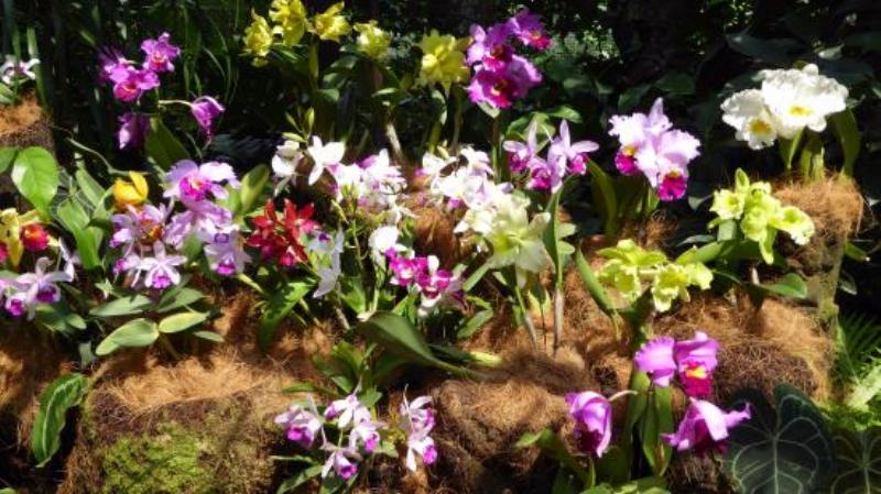 Minh họa việc kiểm tra và phòng bệnh cho cây lan phi điệp vàng