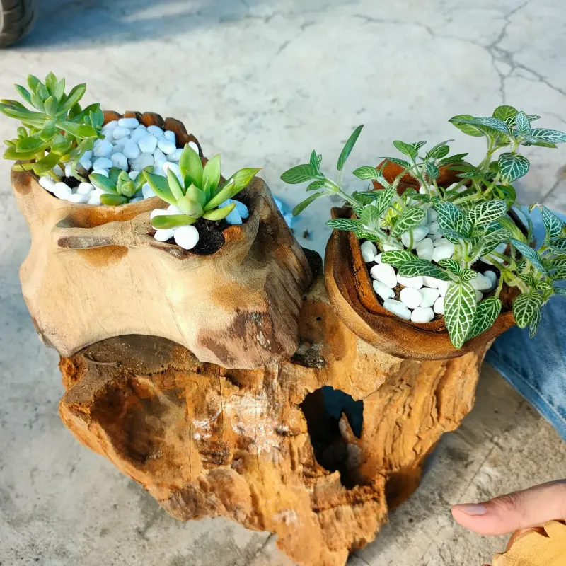 Cây bỉ ngạn với cuống hoa đang vươn lên từ mặt đất, dấu hiệu sắp ra hoa trong cách trồng củ bỉ ngạn