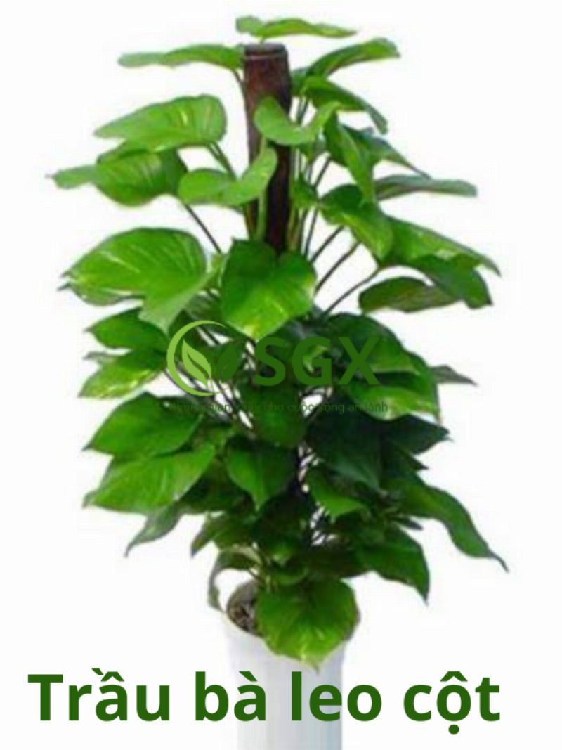 Hỗn hợp đất tơi xốp và thoát nước tốt lý tưởng cho cách trồng củ bỉ ngạn tại nhà giúp củ không bị úng