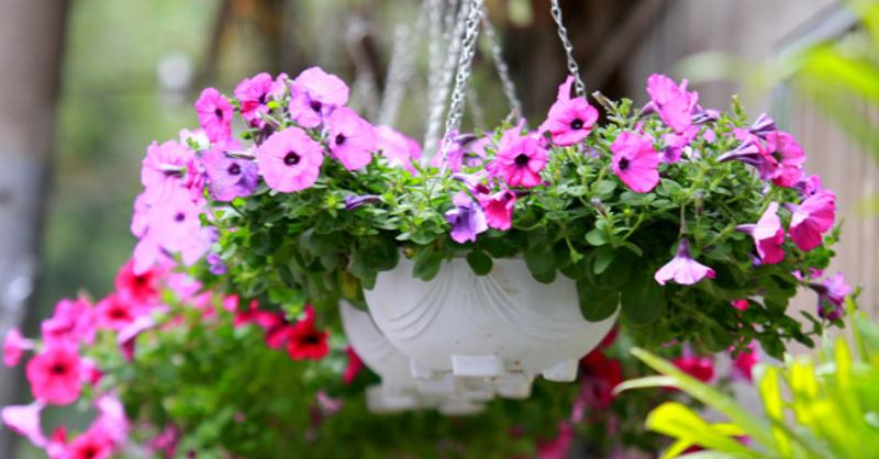 Hình ảnh minh họa kỹ thuật bấm ngọn hoa cẩm chướng giúp cây ra nhiều nhánh và bông hơn, tối ưu cách trồng hoa cẩm chướng