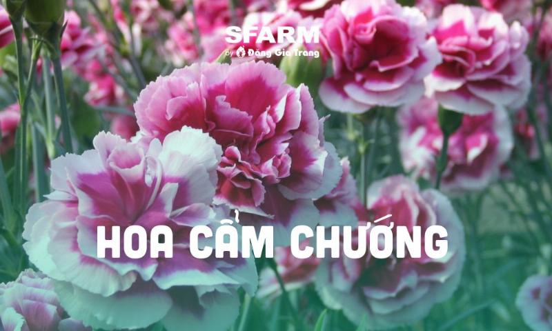 Hình ảnh minh họa cách phòng trừ sâu bệnh trên hoa cẩm chướng, làm sao để cây luôn khỏe mạnh trong quá trình áp dụng cách trồng hoa cẩm chướng