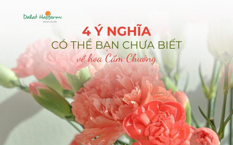 Hình ảnh minh họa vẻ đẹp của hoa cẩm chướng khi nở rộ, thành quả của việc áp dụng thành công cách trồng hoa cẩm chướng và chăm sóc đúng kỹ thuật