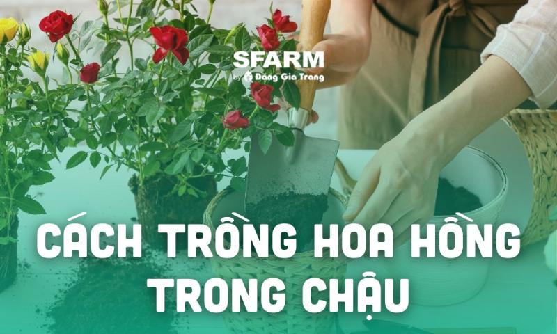 Kỹ thuật trồng hoa hồng trứng trong chậu đơn giản hiệu quả