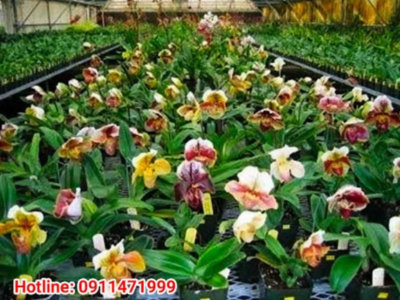 Minh họa chi tiết các bước trồng lan hài gấm vào chậu mới, rễ cây được xử lý cẩn thận