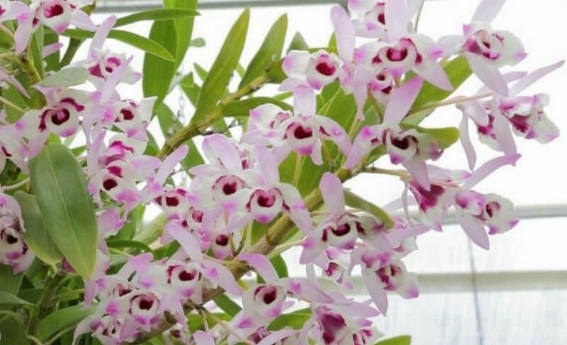 Chuẩn bị giá thể vỏ thông và than củi để trồng thạch hộc tía đúng cách, đảm bảo thoát nước và thoáng khí.