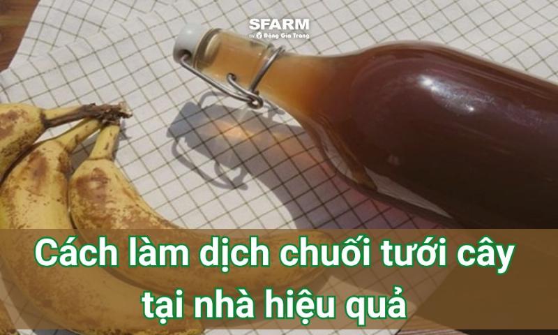 Thùng ủ dịch chuối từ vỏ chuối và mật rỉ đường đang trong quá trình lên men tự nhiên cho hoa hồng