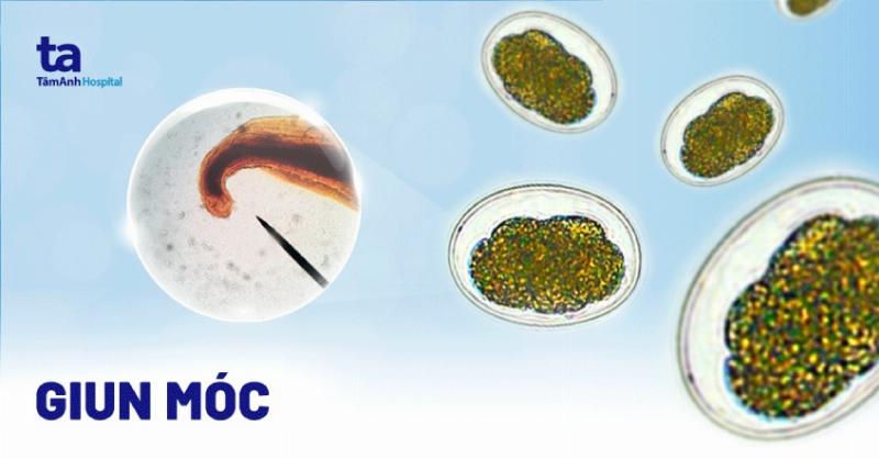 Hình ảnh mô tả cấu tạo cơ thể và các đặc điểm sinh học chính của giun đất trong đất trồng