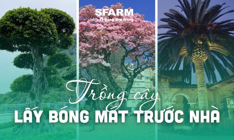 Cây Bóng Mát Cho Sân Vườn Rộng