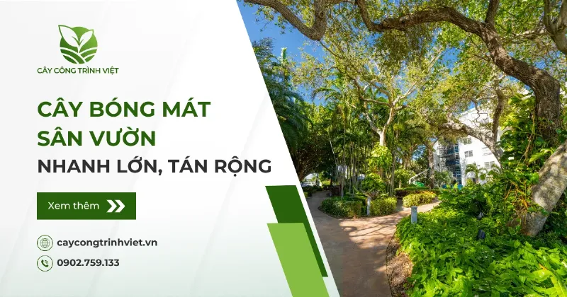 Cây Bóng Mát Sân Vườn Rộng Rãi