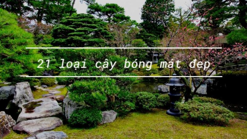 cac-loai-cay-bong-mat-trong-chau-phu-hop-voi-dieu-kien-khi-hau-viet-nam