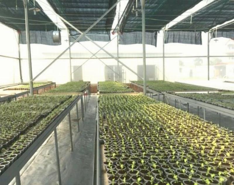 Khay cây con khỏe mạnh sau khi áp dụng kỹ thuật ươm cây giống