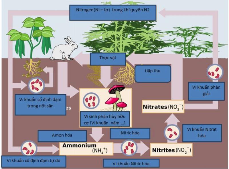 Rễ cây họ đậu với các nốt sần chứa vi khuẩn cố định đạm cộng sinh