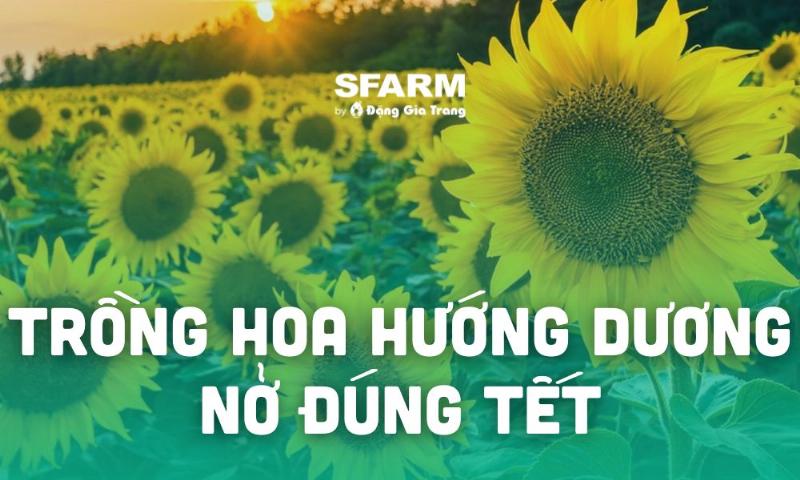 Chăm sóc cây hoa hướng dương non để cây phát triển khỏe mạnh chuẩn bị cho Tết