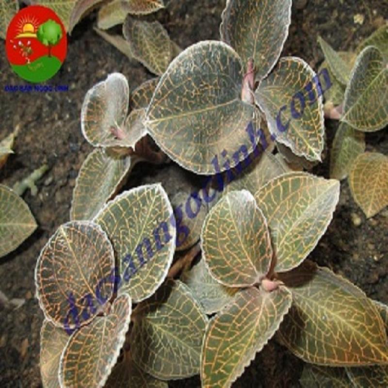 Hinh anh chau lan kim tuyen xanh tuoi, ra la moi, the hien su cham soc dung cach