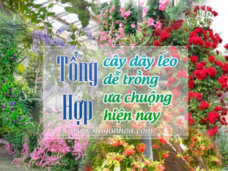 Cây Leo Tường Sân Vườn Sinh Động