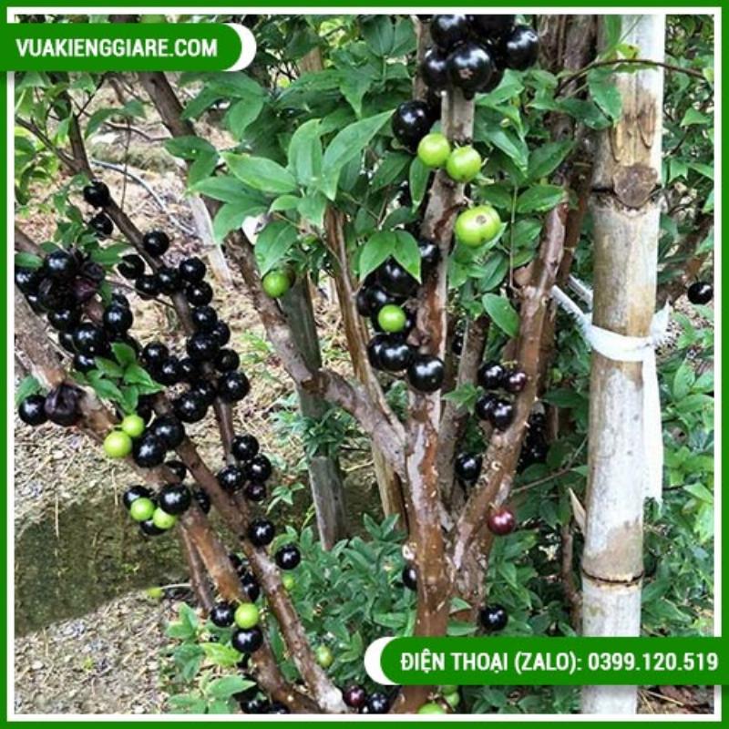 Hinh anh cay mai vang truong thanh trong chau, la xanh tot, canh sum sue