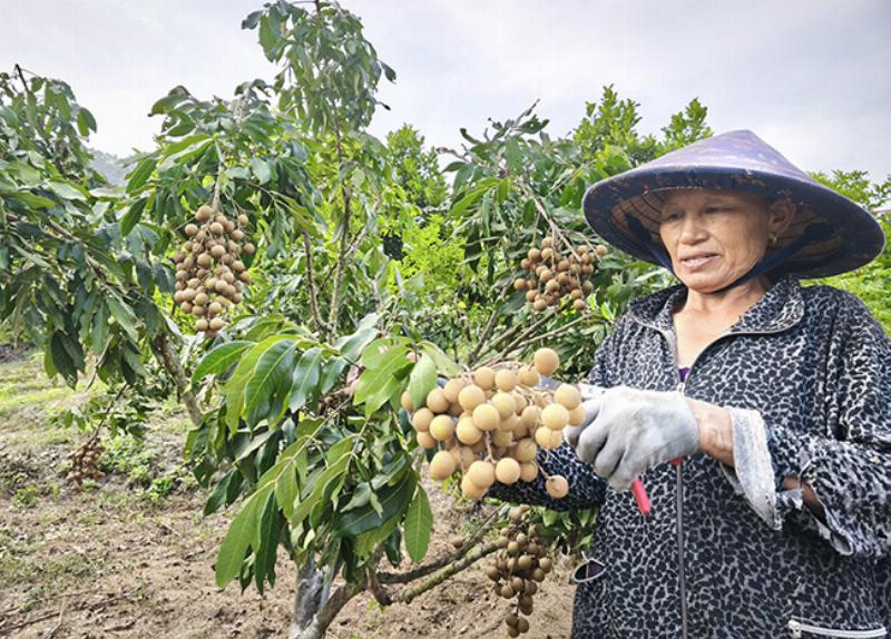Hình ảnh cây mít sai trĩu quả, biểu tượng cho mùa thu hoạch thành công