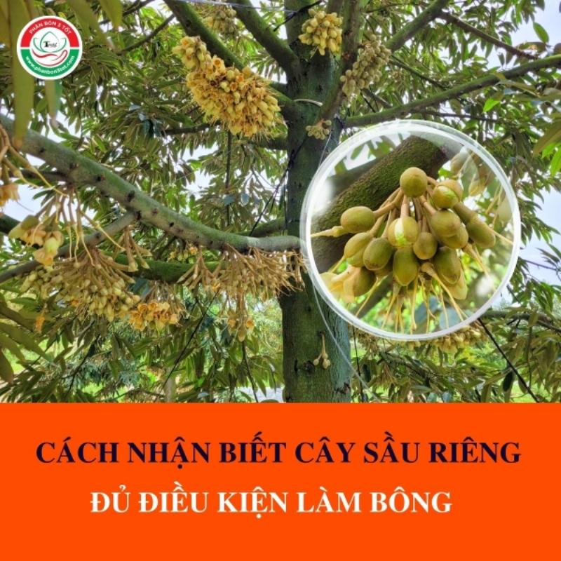 Cây sầu riêng trưởng thành khỏe mạnh đã tỉa cành và chuẩn bị sẵn sàng cho quá trình áp dụng kỹ thuật làm bông hiệu quả