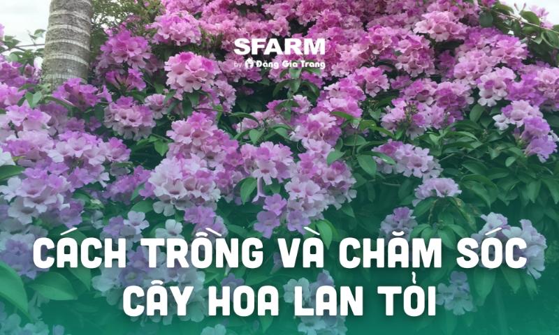 Những cây tỏi xanh tốt đang phát triển mạnh mẽ trong vườn nhà, minh họa kỹ thuật trồng tỏi tại nhà thành công
