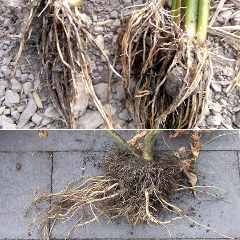 Hình ảnh cây trồng trong đất bị nén chặt, bộ rễ kém phát triển do thiếu oxy